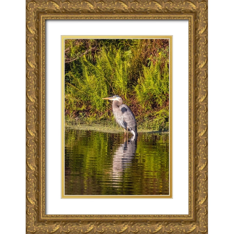 USA-Florida-Celebration-A grey heron enjoying the morning sun Gold Ornate Wood Framed Art Print with Double Matting by Looney, Hollice