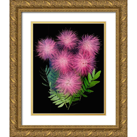 USA-Florida-Celebration-A bouquet of pink powderpuff flowers Gold Ornate Wood Framed Art Print with Double Matting by Looney, Hollice