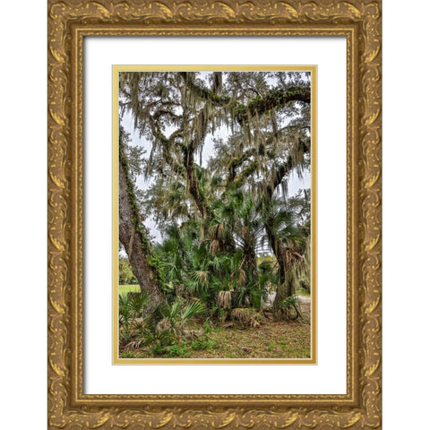 USA-Florida-Sarasota-Myakka River State Park Gold Ornate Wood Framed Art Print with Double Matting by Looney, Hollice