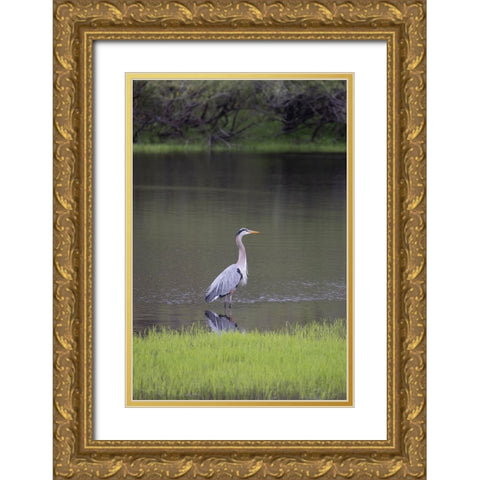 USA-Florida-Sarasota-A grey heron at Myakka River State Park Gold Ornate Wood Framed Art Print with Double Matting by Looney, Hollice