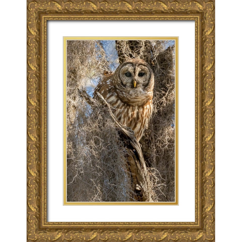 Barred owl- aka hoot owl in tree- Florida- USA Gold Ornate Wood Framed Art Print with Double Matting by McDonald, Joe and Maryann