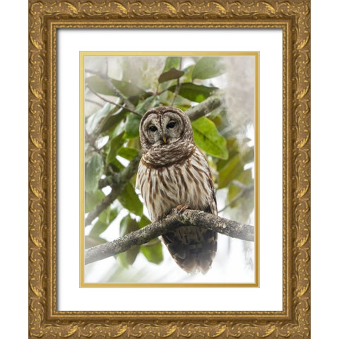 Barred owl- aka hoot owl in tree- Florida- USA Gold Ornate Wood Framed Art Print with Double Matting by McDonald, Joe and Maryann