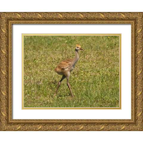 Florida sandhill crane colt- Florida- USA Gold Ornate Wood Framed Art Print with Double Matting by McDonald, Joe and Maryann