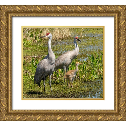 Florida sandhill crane adult with colt- Florida- USA Gold Ornate Wood Framed Art Print with Double Matting by McDonald, Joe and Maryann