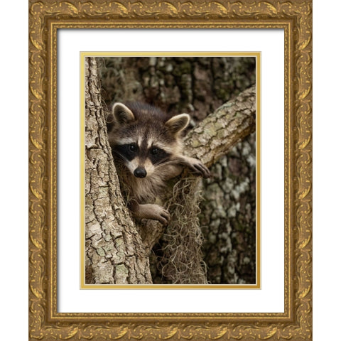 Raccoon- Florida- USA Gold Ornate Wood Framed Art Print with Double Matting by McDonald, Joe and Maryann