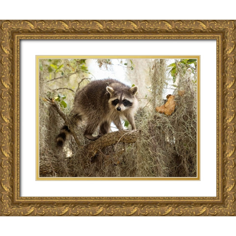 Raccoon- Florida- USA Gold Ornate Wood Framed Art Print with Double Matting by McDonald, Joe and Maryann