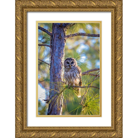A camouflaged barred owl perches among tree branches during the day Gold Ornate Wood Framed Art Print with Double Matting by Richardson, Larry