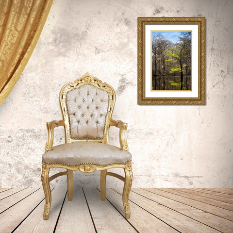 River water moves slowly through a flooded wooded swamp in Florida Cypress leafing out Gold Ornate Wood Framed Art Print with Double Matting by Richardson, Larry