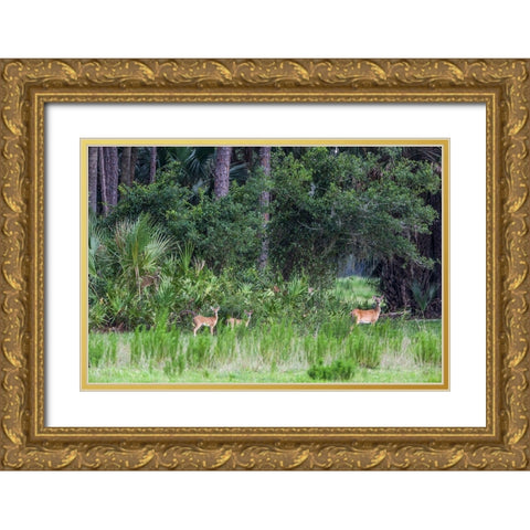 Good habitat white-tailed deer often have twins Gold Ornate Wood Framed Art Print with Double Matting by Richardson, Larry