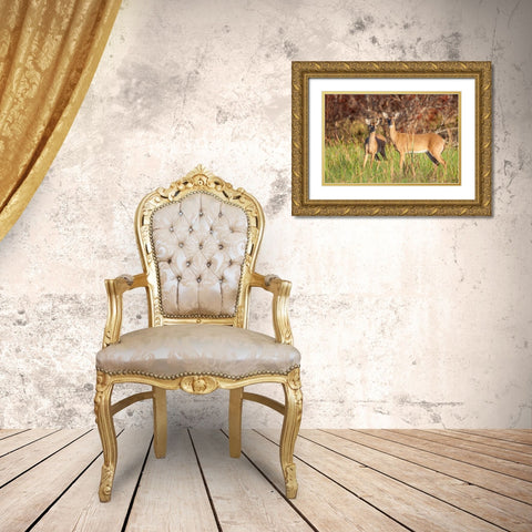 White-tailed deer in prairie-Florida Gold Ornate Wood Framed Art Print with Double Matting by Richardson, Larry