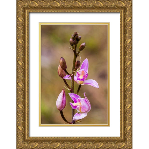 Pine Pink orchid in bloom Gold Ornate Wood Framed Art Print with Double Matting by Richardson, Larry