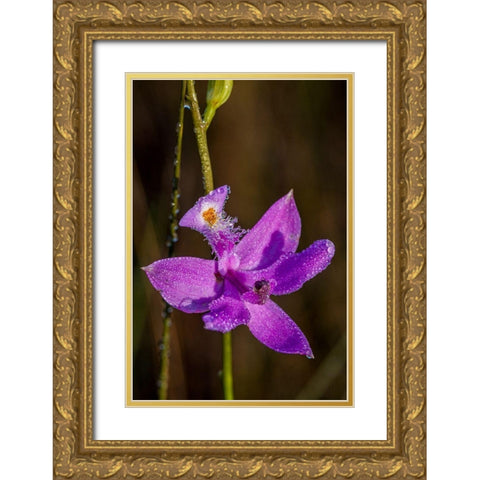 Grass Pink orchids grow in a South Florida prairie Gold Ornate Wood Framed Art Print with Double Matting by Richardson, Larry