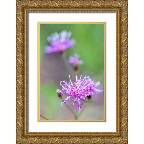 Florida ironweed Gold Ornate Wood Framed Art Print with Double Matting by Richardson, Larry