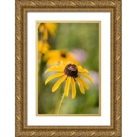 Black-eyed Susan blooms Gold Ornate Wood Framed Art Print with Double Matting by Richardson, Larry