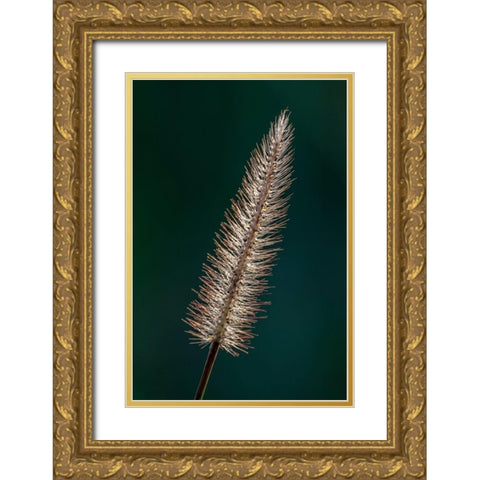 Foxtail grass Gold Ornate Wood Framed Art Print with Double Matting by Richardson, Larry