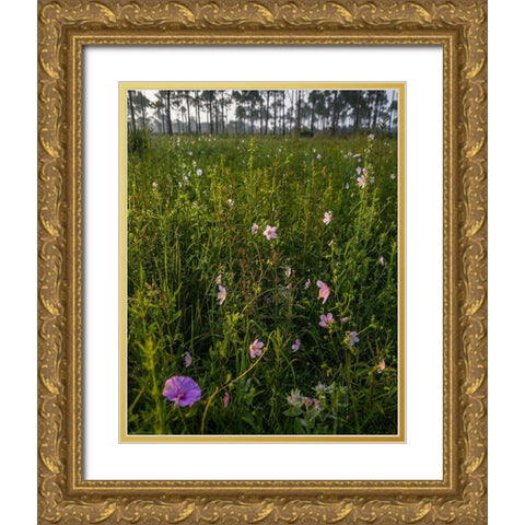Marsh Mallow blooms in a South Florida prairie Gold Ornate Wood Framed Art Print with Double Matting by Richardson, Larry