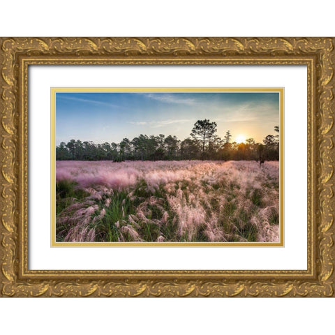 Pink blooming Muhly grass fills a recently burned prairie in south Florida Gold Ornate Wood Framed Art Print with Double Matting by Richardson, Larry