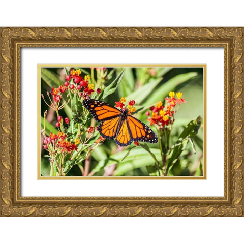 Monarch butterfly lights on a milkweed bloom Gold Ornate Wood Framed Art Print with Double Matting by Richardson, Larry