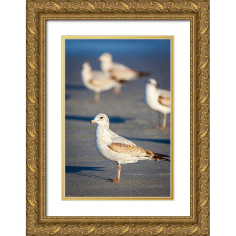 Portrait of a ring-billed gull Gold Ornate Wood Framed Art Print with Double Matting by Richardson, Larry