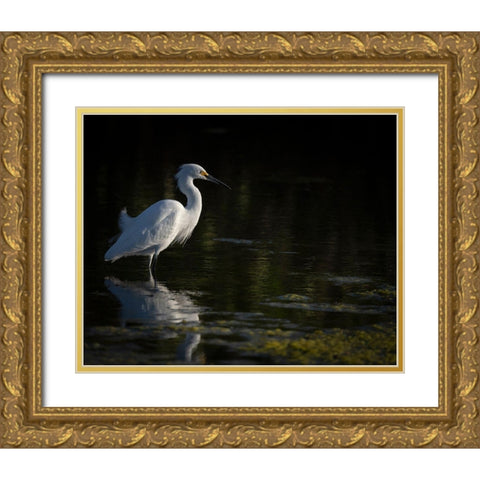 Snowy Egret hunting-Merritt Island National Wildlife Refuge-Florida Gold Ornate Wood Framed Art Print with Double Matting by Pryor, Maresa