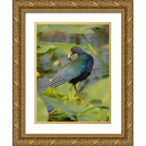 Purple gallinule-Arthur R Marshall Loxahatchee National Wildlife Refuge-Marsh Trail-Florida Gold Ornate Wood Framed Art Print with Double Matting by Pryor, Maresa