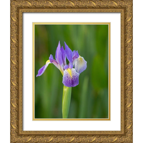 Southern blue flag iris-Iris virginica-Loxahatchee National Wildlife Refuge-Florida Gold Ornate Wood Framed Art Print with Double Matting by Pryor, Maresa
