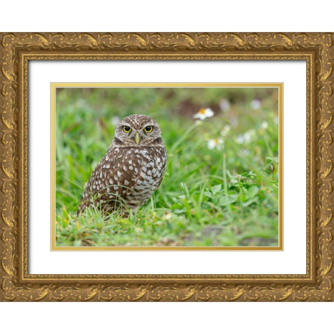 Burrowing owl-Athene cunicularia-Florida Gold Ornate Wood Framed Art Print with Double Matting by Pryor, Maresa