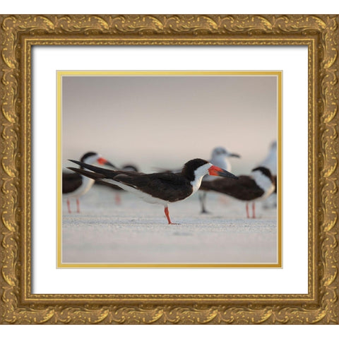 Black Skimmers on Lido Beach-Florida Gold Ornate Wood Framed Art Print with Double Matting by Pryor, Maresa