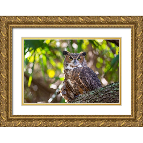 Portrait of a Great Horned Owl-perched in a tree Gold Ornate Wood Framed Art Print with Double Matting by Haddad, Sheila