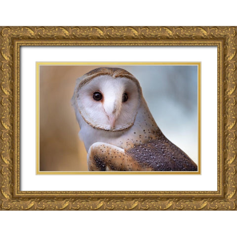 A Barn Owl-close up-looking directly on Gold Ornate Wood Framed Art Print with Double Matting by Haddad, Sheila