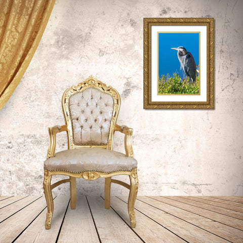 A hunched Great Blue Heron by the side of deep blue water-standing in brush Gold Ornate Wood Framed Art Print with Double Matting by Haddad, Sheila