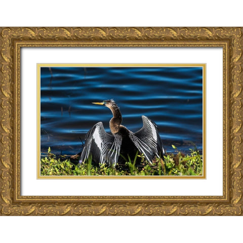 A male Anhinga-drying with wings open-mating season-the eye is ringed green/blue Gold Ornate Wood Framed Art Print with Double Matting by Haddad, Sheila
