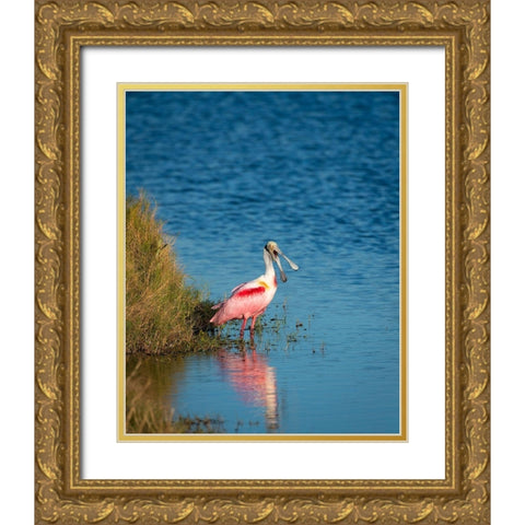 A Roseate Spoonbill standing in water calling out-sign of stress Gold Ornate Wood Framed Art Print with Double Matting by Haddad, Sheila