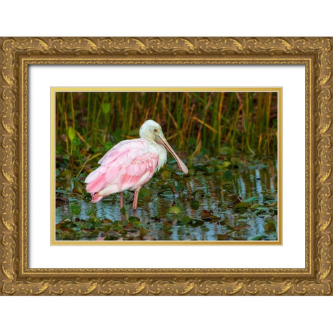 A Roseate Spoonbill standing in water in Orlando Wetlands-Florida Gold Ornate Wood Framed Art Print with Double Matting by Haddad, Sheila