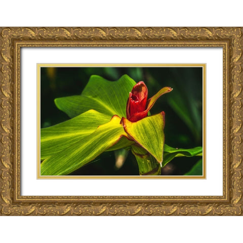 African arrowroot plant Gold Ornate Wood Framed Art Print with Double Matting by Perry, William