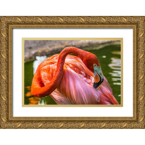 Colorful American Caribbean Flamingo-Florida Gold Ornate Wood Framed Art Print with Double Matting by Perry, William