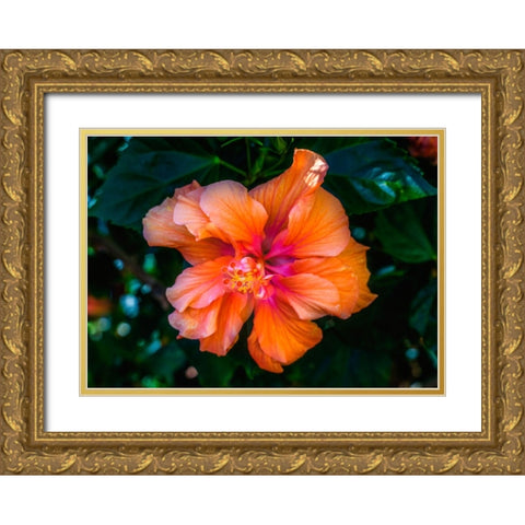 Tropical hibiscus flowers-Florida-Tropical hibiscus has many varieties Gold Ornate Wood Framed Art Print with Double Matting by Perry, William
