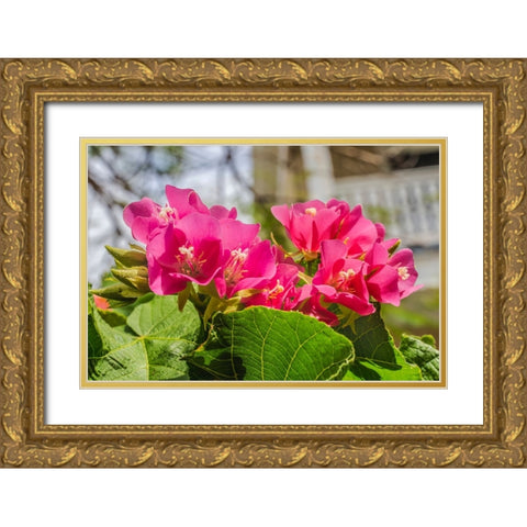 Pinkball hydrangea- Key West- Florida. Gold Ornate Wood Framed Art Print with Double Matting by Perry, William