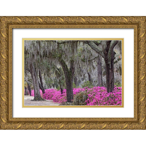 Live oak trees draped in Spanish moss and azaleas in full bloom in spring-Bonaventure Cemetery Gold Ornate Wood Framed Art Print with Double Matting by Jones, Adam