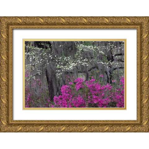 Flowering dogwood trees and azaleas in full bloom in spring-Bonaventure Cemetery-Savannah-Georgia Gold Ornate Wood Framed Art Print with Double Matting by Jones, Adam