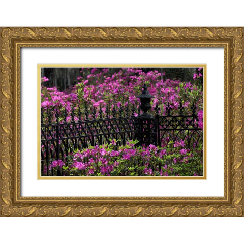 Iron fence and azaleas in full bloom-Bonaventure Cemetery-Savannah-Georgia Gold Ornate Wood Framed Art Print with Double Matting by Jones, Adam