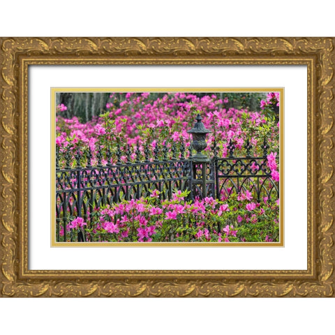 Iron fence and azaleas in full bloom-Bonaventure Cemetery-Savannah-Georgia Gold Ornate Wood Framed Art Print with Double Matting by Jones, Adam