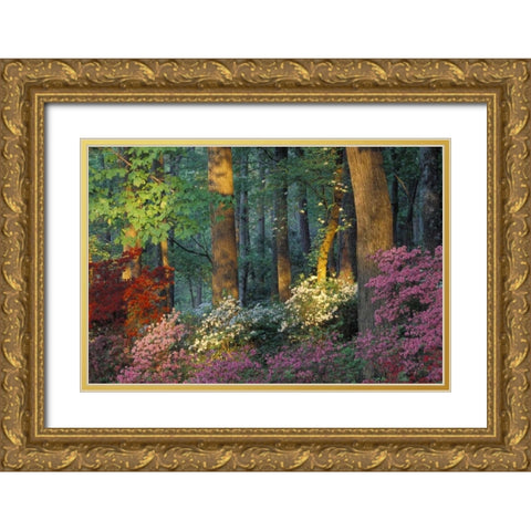 USA, Georgia, Azalea forest Gold Ornate Wood Framed Art Print with Double Matting by Rotenberg, Nancy