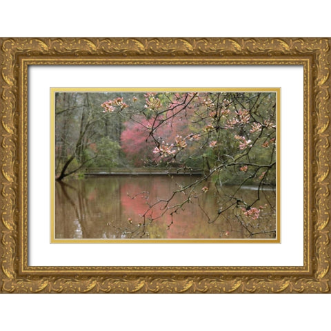 GA, Azalea branches over pond in spring, GA, Gold Ornate Wood Framed Art Print with Double Matting by Rotenberg, Nancy
