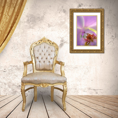 Georgia, Alpharetta Backlit phalaeonopsis orchid Gold Ornate Wood Framed Art Print with Double Matting by Needle, Charles