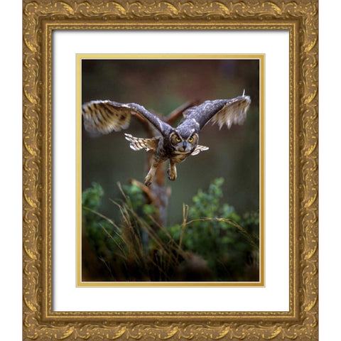 GA, Pine Mountain Barred owl in flight Gold Ornate Wood Framed Art Print with Double Matting by Kelley, David