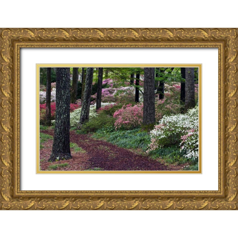 Georgia Pathway through trees and flower bushes Gold Ornate Wood Framed Art Print with Double Matting by Rotenberg, Nancy