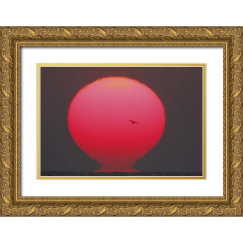 GA, Little St Simons Island Tern in flight Gold Ornate Wood Framed Art Print with Double Matting by Morris, Arthur
