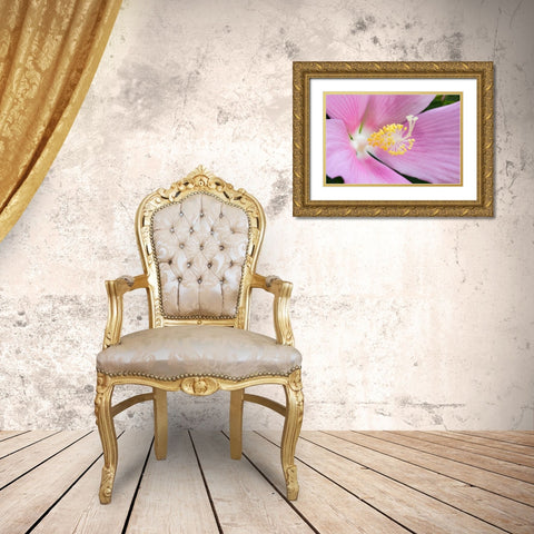 Georgia-Savannah Close-up of hibiscus flower Gold Ornate Wood Framed Art Print with Double Matting by Wells, Joanne
