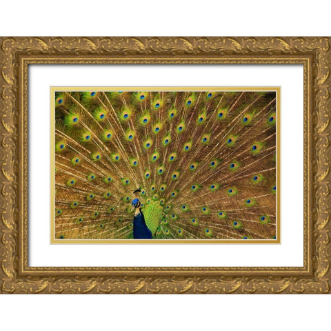 South Carolina-Charleston Peacock displaying spring tail feathers Gold Ornate Wood Framed Art Print with Double Matting by Wells, Joanne